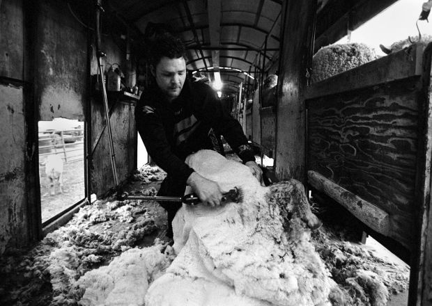 Shearing